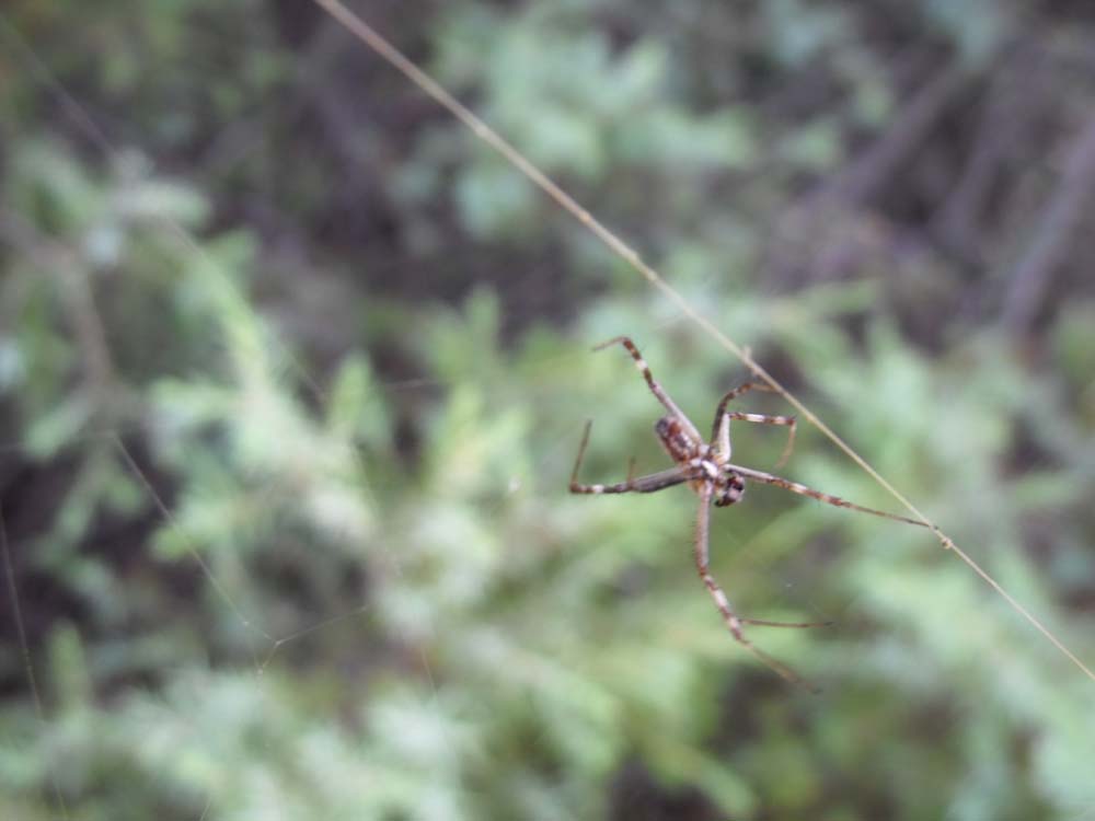 Argiope lobata